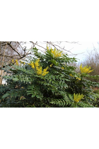 Магонія середня Charity у саду з яскраво-жовтими суцвіттями.